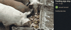 Instagram Pigs GIF