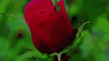 Time Lapse Rose GIF by swerk