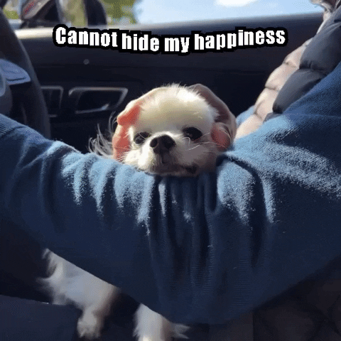 romeomama happiness chihuahua happy dog smiling dog GIF