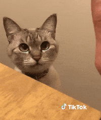 Chaton Gifs Get The Best Gif On Giphy
