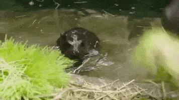 Baby Hippo GIF by San Diego Zoo
