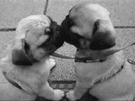 romantic in love GIF
