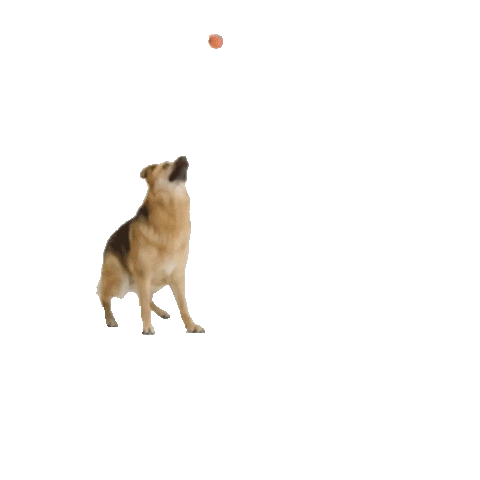 Fetch German Shepherd Sticker by DCTK9