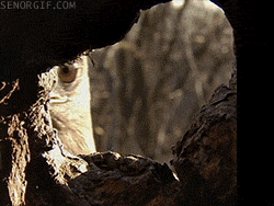 Cocaine We Are Going To Die GIF - Find & Share on GIPHY