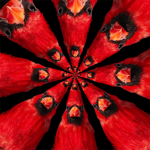 Angry Birds Bird GIF by Feliks Tomasz Konczakowski