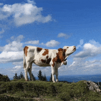 Clouds Cow GIF