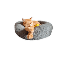 Sleep Cat Sticker by Rubicat