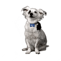 Dog-sticker GIFs - Get the best GIF on GIPHY