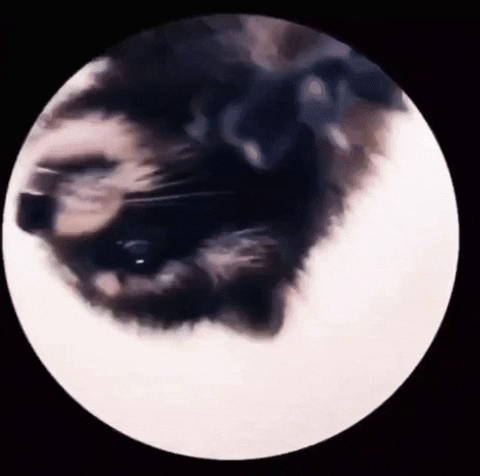 Raccoon Dancing GIF by Sonbaterias