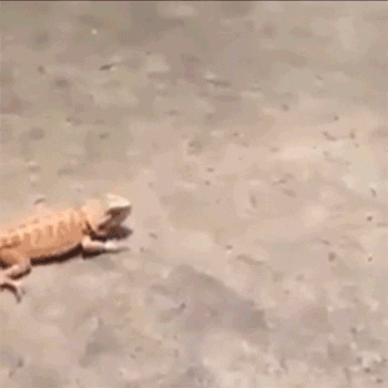 Video gif. Large reptile head turn towards a Bearded Dragon lizard. The bearded dragon flings itself up and scurries away on its two back feet.