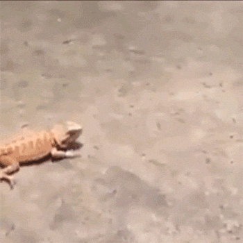 Video gif. Large reptile head turn towards a Bearded Dragon lizard. The bearded dragon flings itself up and scurries away on its two back feet.