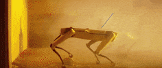 Dog GIF