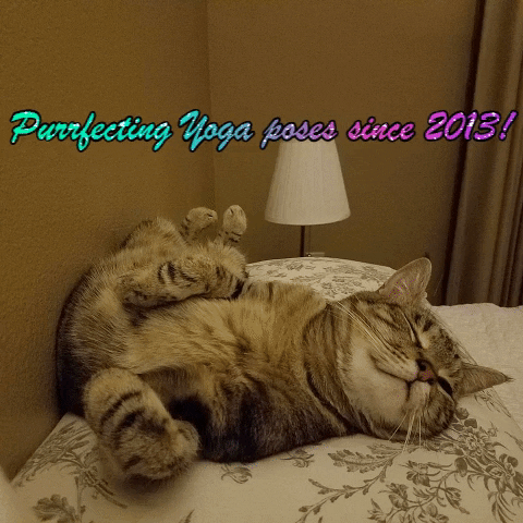 Catposes GIF