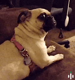 Dog Wtf GIF by iTrendz Trading