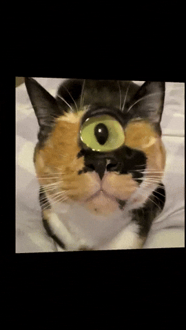 One Eye Cat GIF