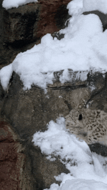 Playing Snow Leopard GIF by John Ball Zoo