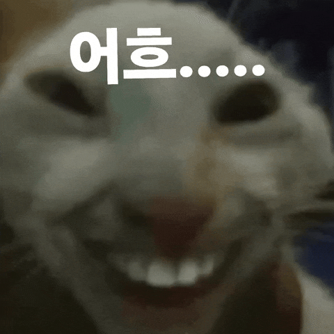 고양이 GIF