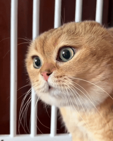 Cat Angry GIF