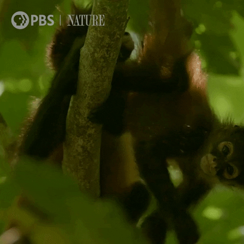 Happy Pbs Nature GIF by Nature on PBS