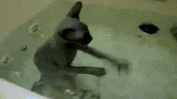 cats funny s GIF