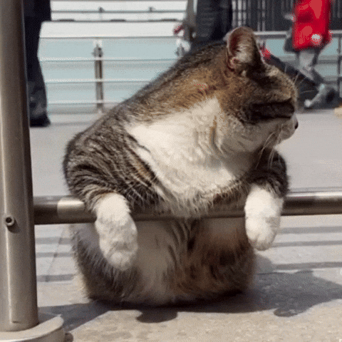 Mood Cute Cat GIF