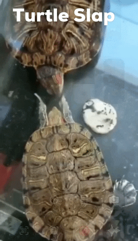 Turtle Slap GIF