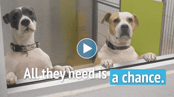 GIF by LifeLine Animal Project