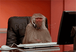 Video gif. A baboon wearing a headset sits at a desk, busily working as he pounds his keyboard.