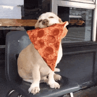 pizza beagle GIF by Rover.com