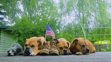 Memorial Day Dogs GIF by Storyful