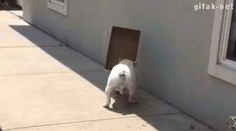Dog Fail GIF