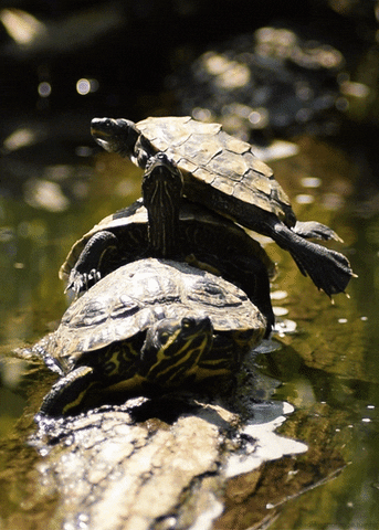 pond slider turtle GIF by Head Like an Orange