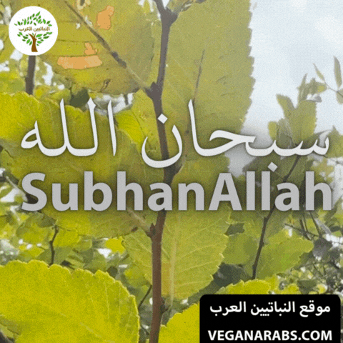 Middle East Wow GIF by VeganArabs