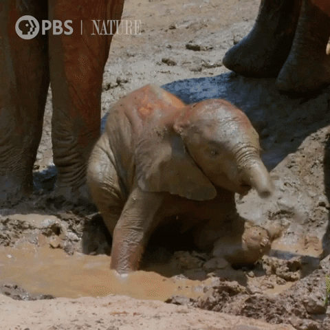 Baby Animal Elephant GIF by Nature on PBS