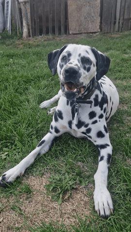 Dog Barking GIF