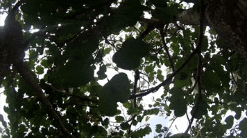Tree Leaf GIF by jorgemariozuleta
