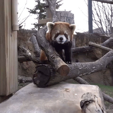 Red Pandas Snack GIF by Storyful