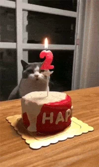 happy birthday cat GIF