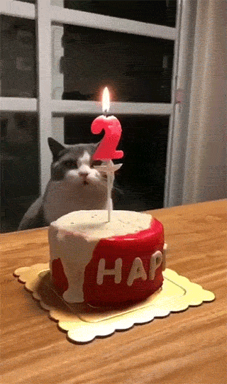 Cake The Cat GIFs - Find & Share on GIPHY