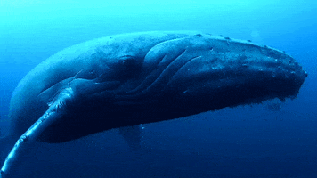 studio-vpr whale device critter the loop GIF