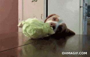 Corned Beef And Cabbage Eating GIF