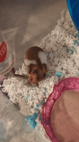 Hamster GIF