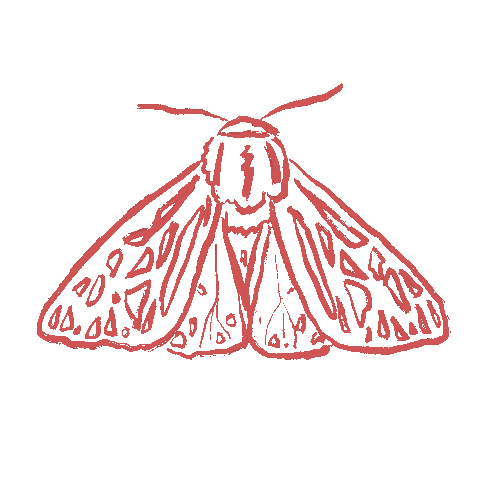 Moth Sticker