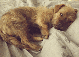 200.gif?cid=f0bdee70hvyhw37956a0oxj4clpfsi5ztzs67xek2lbfh2rk&rid=200.gif&ct=g