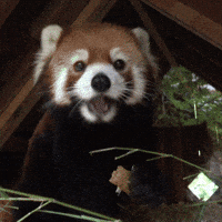 Excited Red Panda Gif By Oregon Zoo Find Share On Giphy