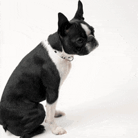 Boston Terrier Fist Bump GIF by Rover.com Boston Terrier Fist Bump GIF by Rover.com