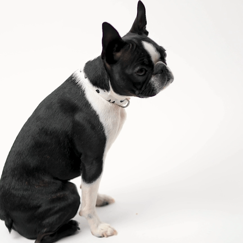 Boston Terrier Fist Bump GIF by Find &amp; Share