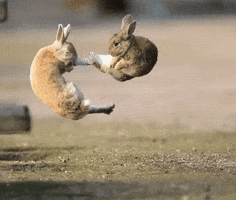 Bunny Kick GIF