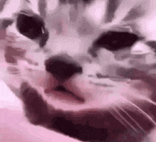 Sad Cat GIF by memecandy