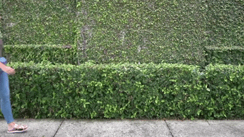 Pulptown GIF